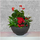 https://bonovo.isisflor.com/fileuploads/Produtos/Plantas Naturais/thumb__Isisflor_Jardim_Lua_Nova_01.jpg